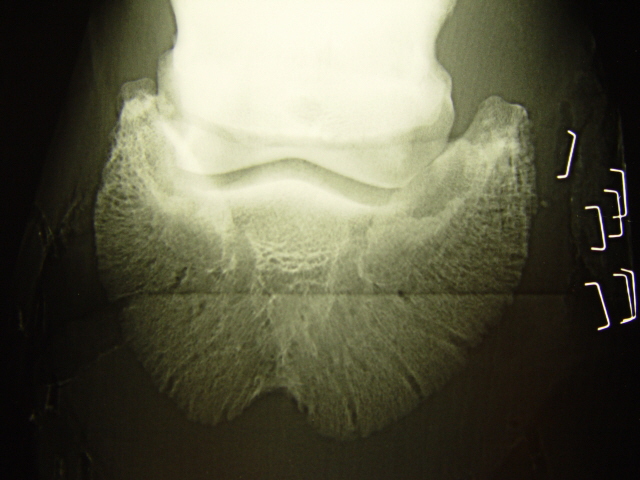 Röntgenaufnahme des Hufbeins